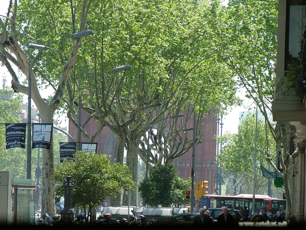Барселона. За деревьями - Триумфальная арка. Passeig de Sant Joan.