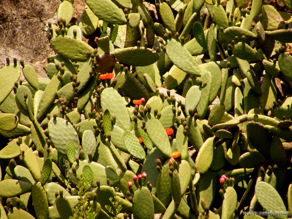 Барселона. Парк Guinardo. Цветущие кактусы.