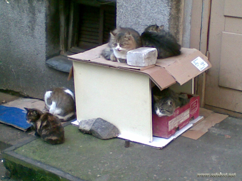 Дворовые коты на осенних квартирах.