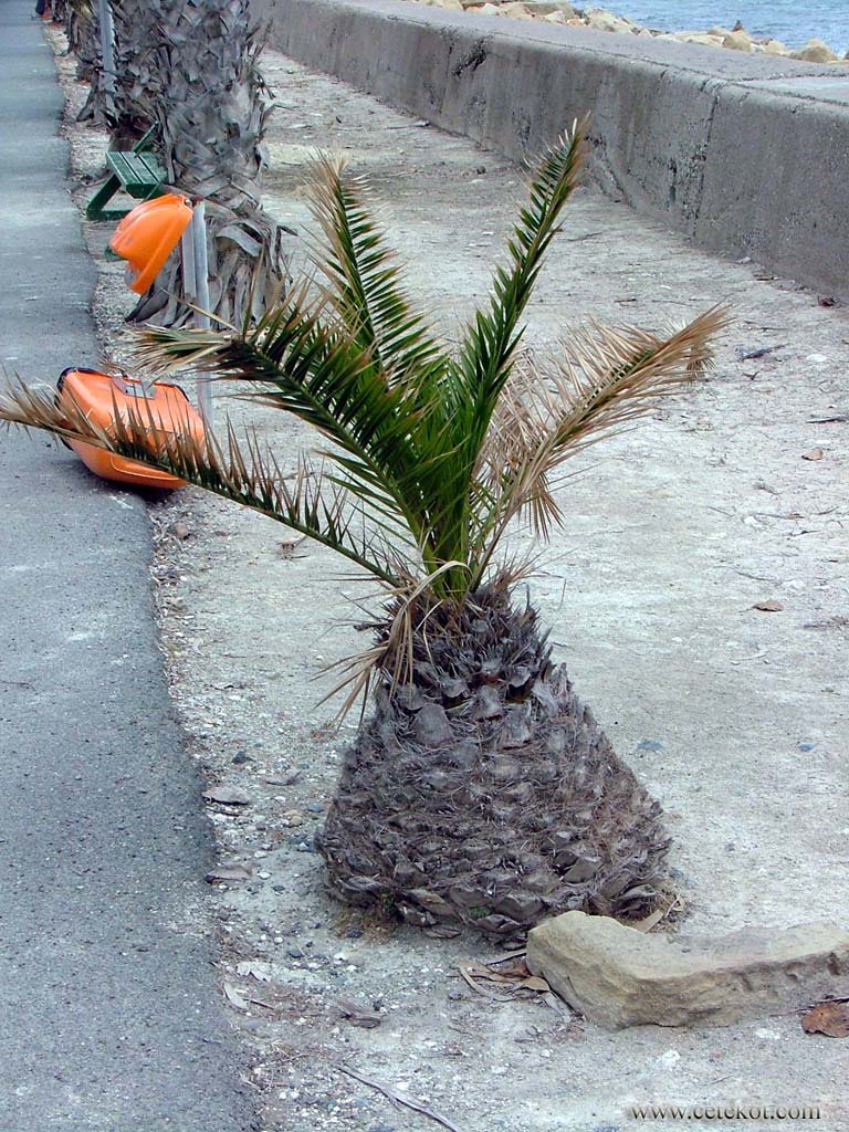 Маленькая пальма - ну чем не проросший ананас?
