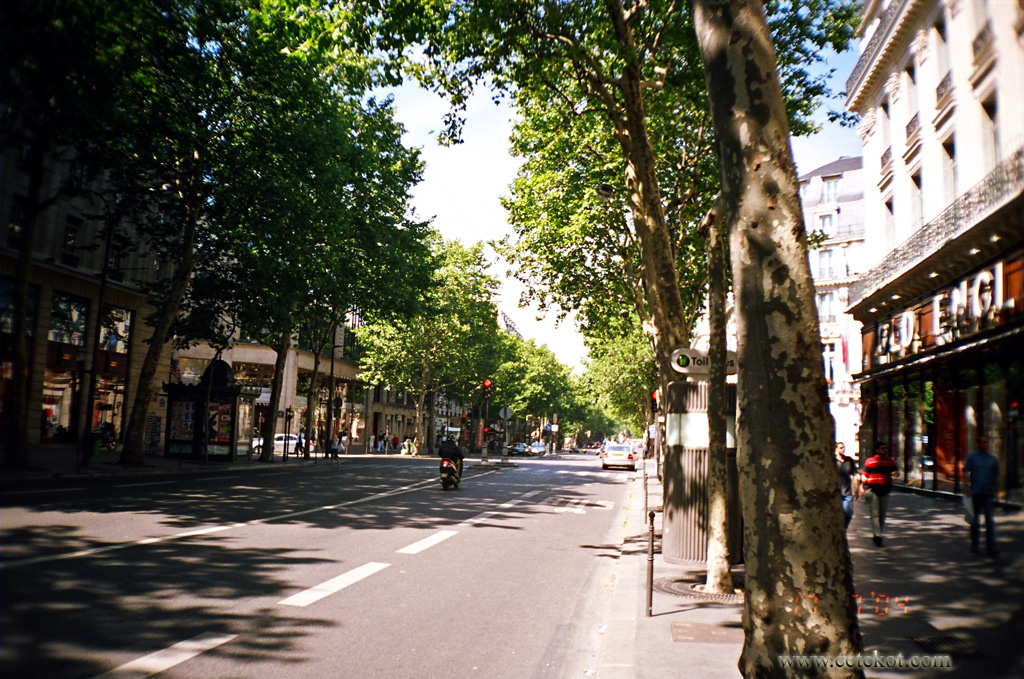 Париж: улица в тени деревьев.