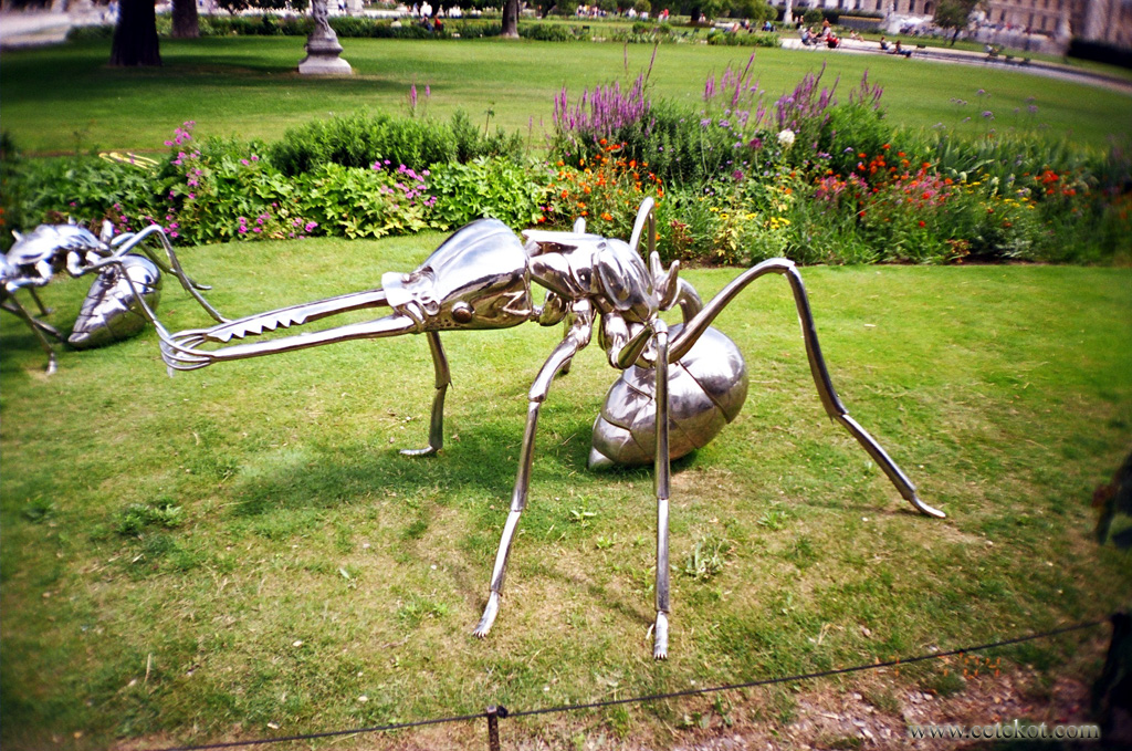 Париж: муравей. С живым таким встретиться не охота.