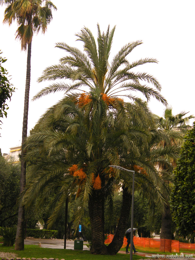 Ницца: пальмы на улице.