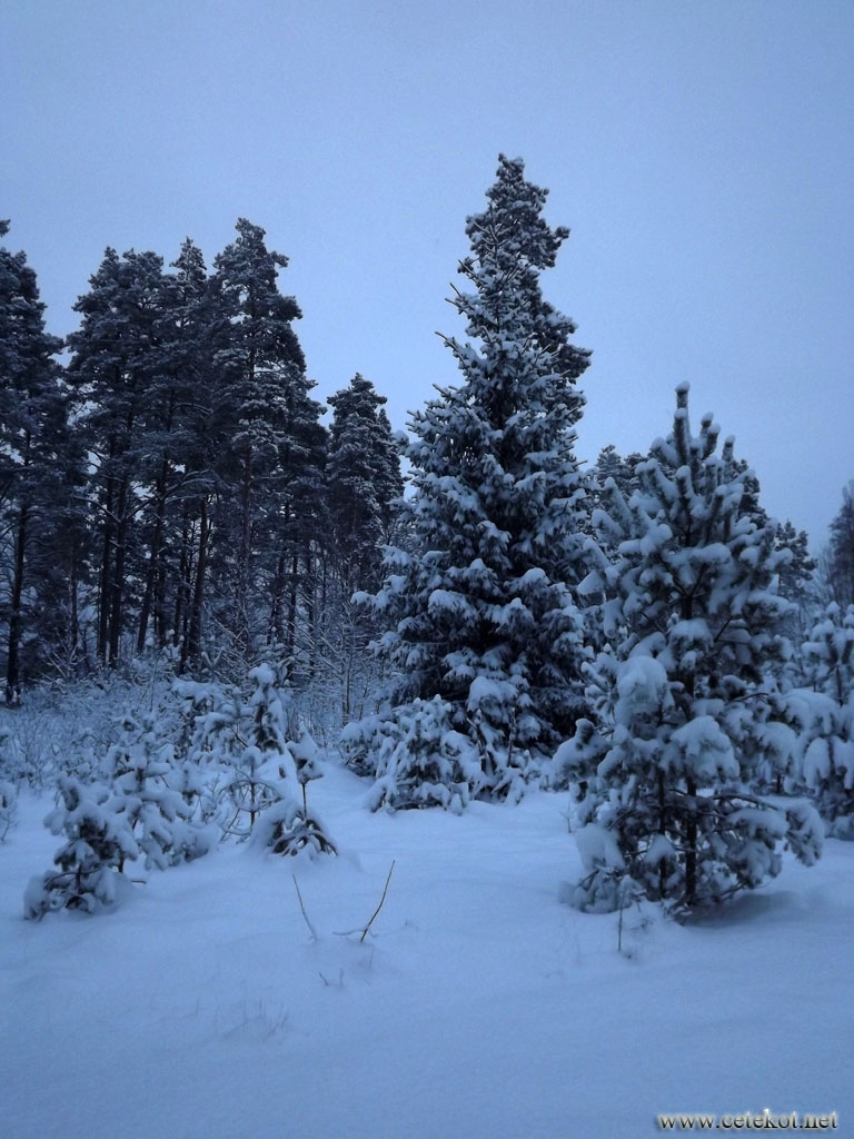 Январский снег в рижском районе.