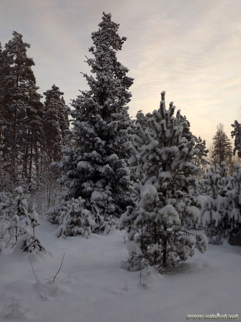 Январский снег в рижском районе с правильно выставленным режимом съёмки.
