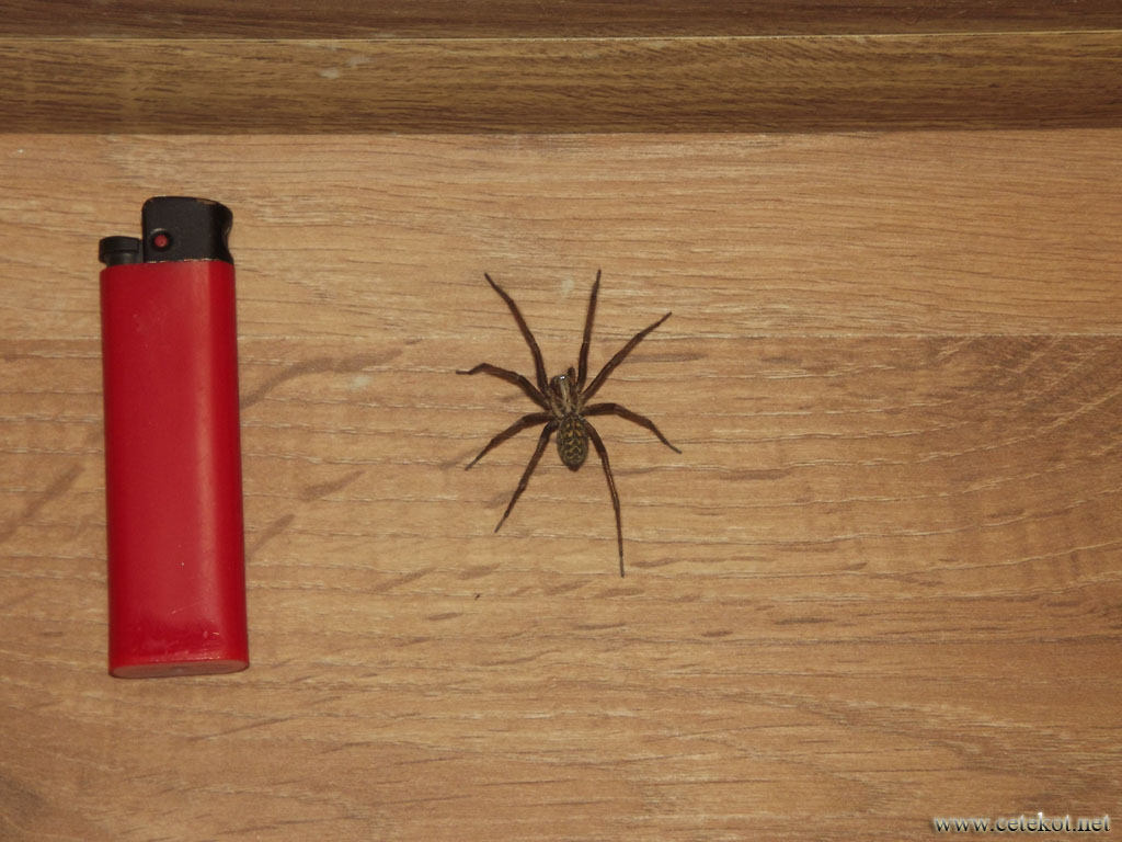 Почти австралийский паук в доме. Рига, 2018.