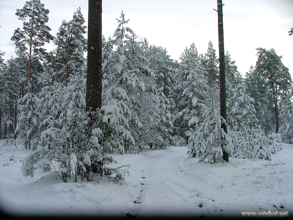 Зимний лес ( 3-е ноября ).