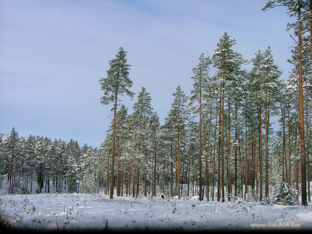 Зимний лес ( 3-е ноября ).