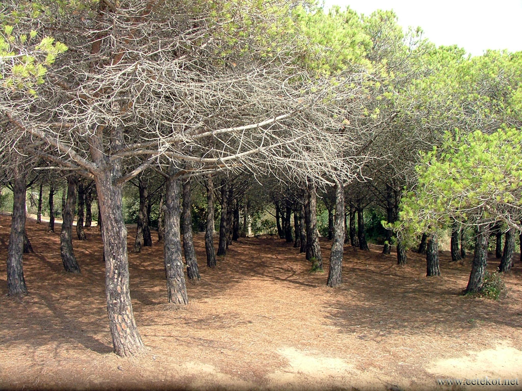 Lloret de Mar. Геометрически правильные ряды деревьев.