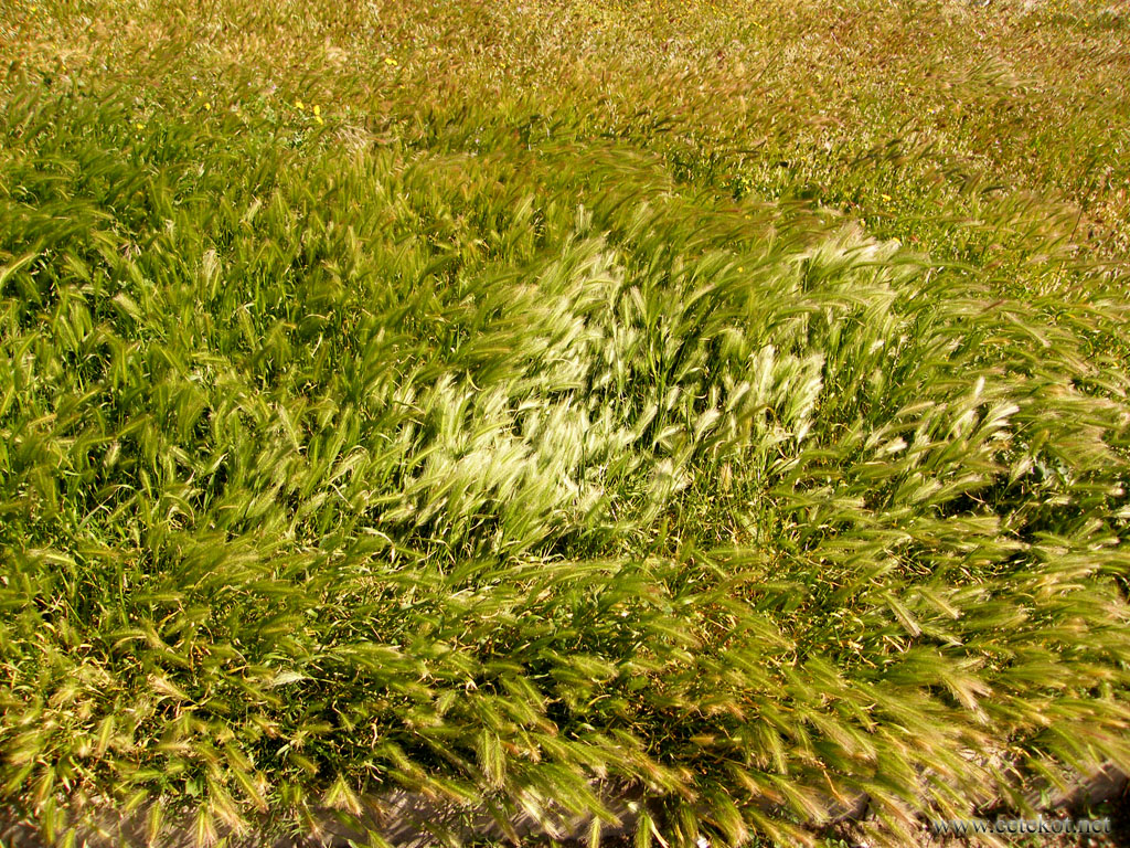 Валенсия: ветер и трава.