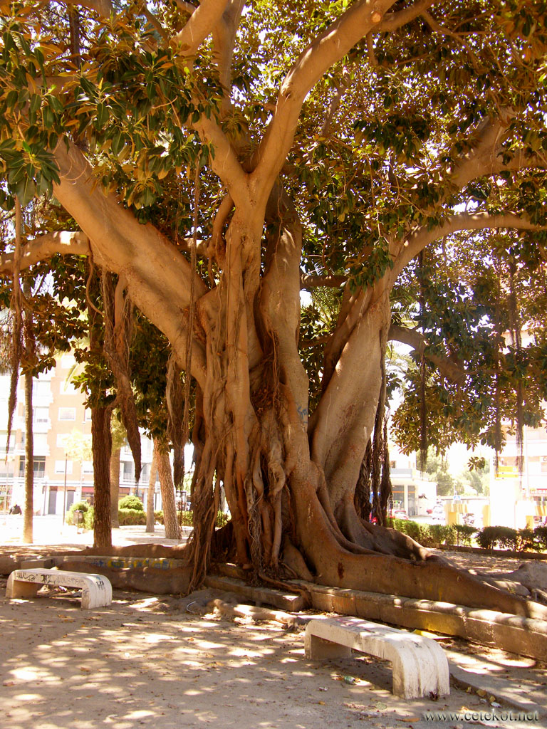 Картахена: дерево на Plaza de Espana.