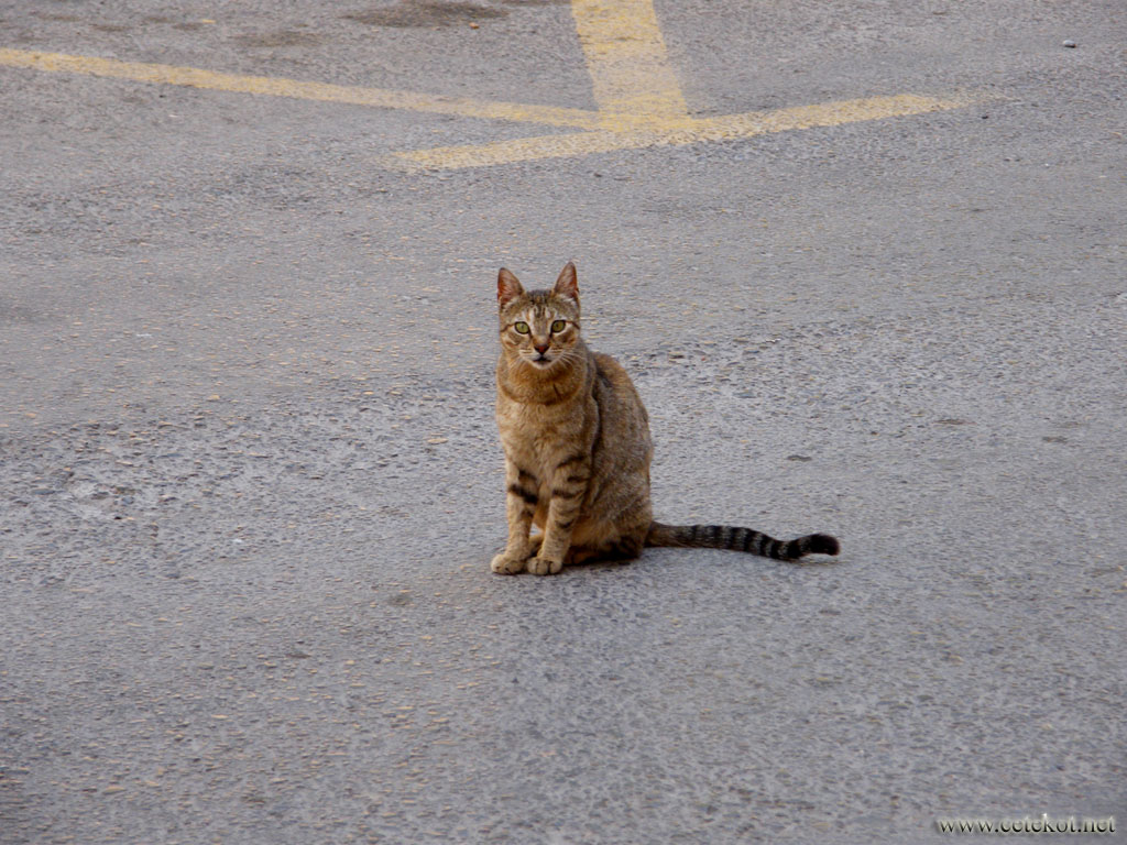 Картахена: картахенский кот.