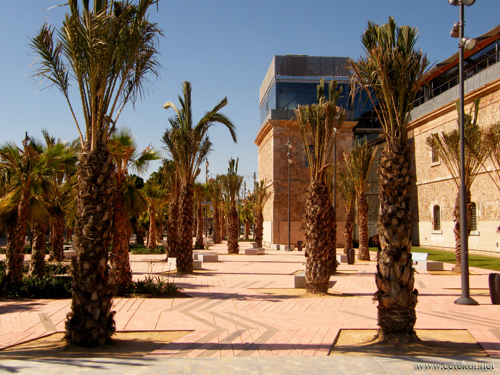 Картахена: пальмовая аллея.