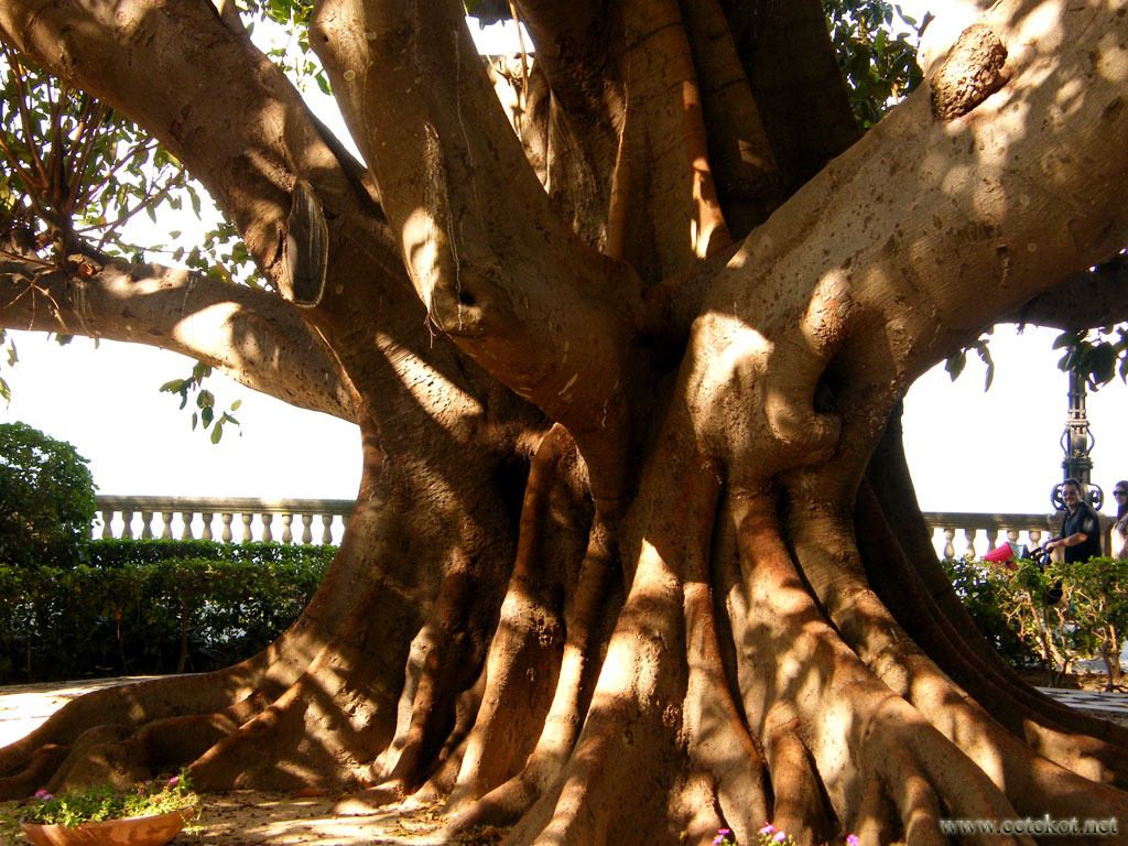 Кадис: древнее дерево.