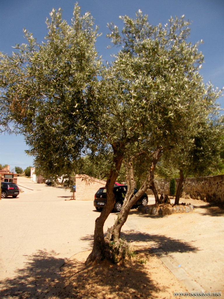 Толедо: оливковые деревья на стоянке отеля.
