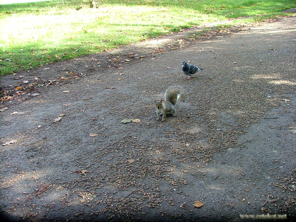 Белки Гайд парка: злобный голубь нападает.