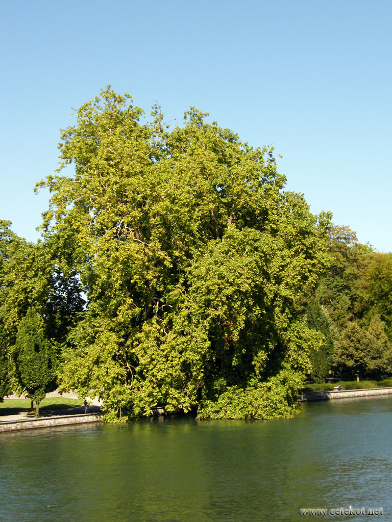 Цюрих: тонущее в Лиммате дерево, центральный парк.