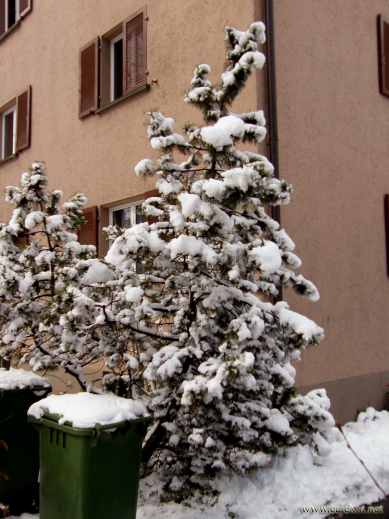Цюрих: снег в марте, ёлка как на рождество.