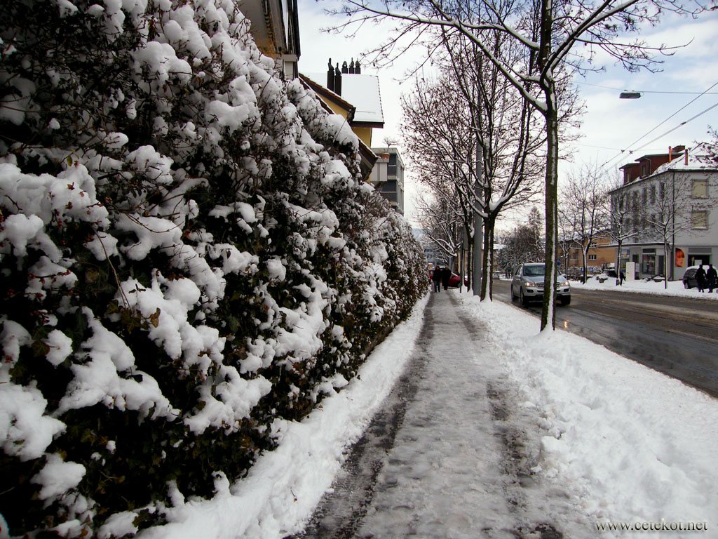 Цюрих: отличная живая изгородь в мартовском снегу.