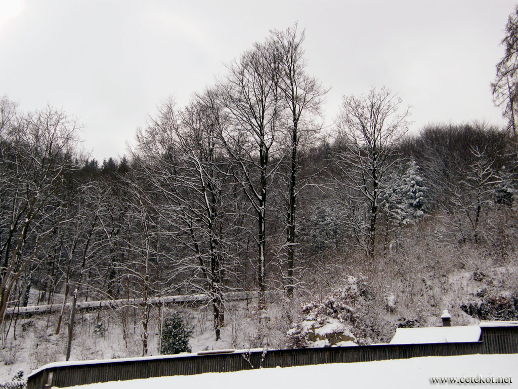 Цюрих: мартовский снег в лесу.
