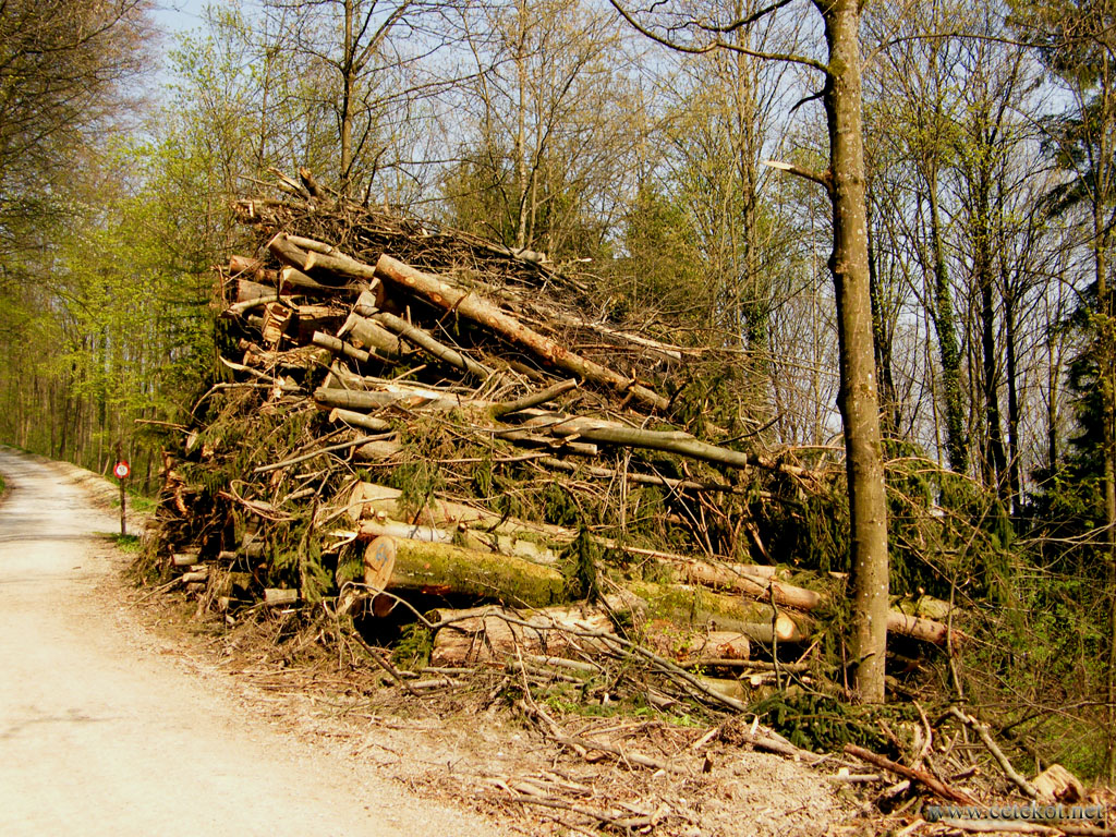 Цюрих: дрова в Triemli.