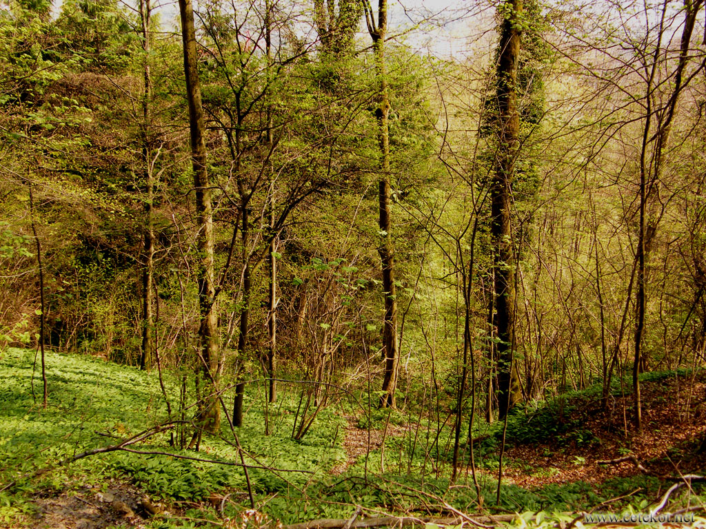 Цюрих: совсем зелёный лес в Triemli.
